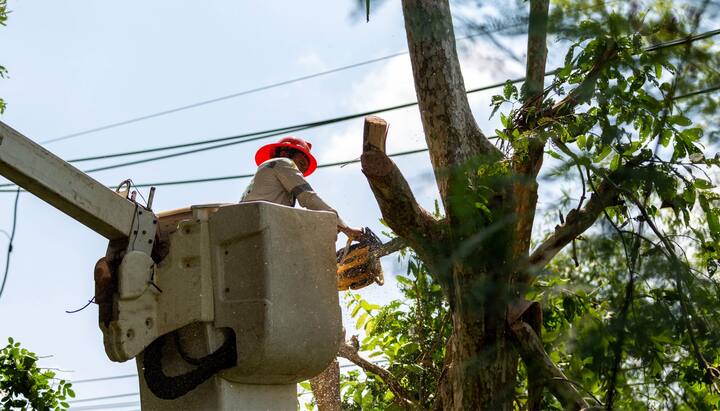 Tree care and maintenance services in Fairfax