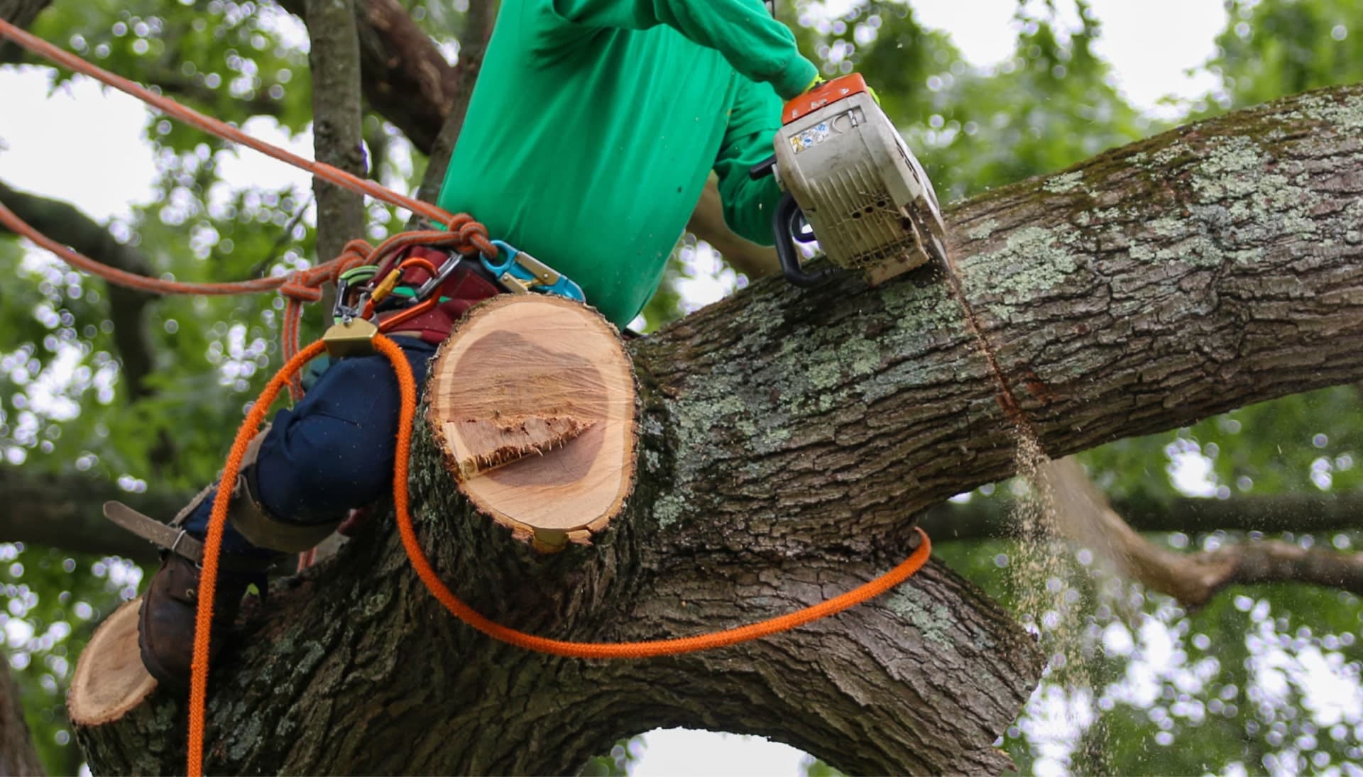 Shed your worries away with best tree removal in Fairfax