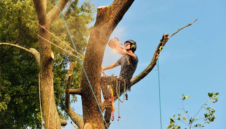 Get rid of tree problems with the expert tree removal contractors in Fairfax