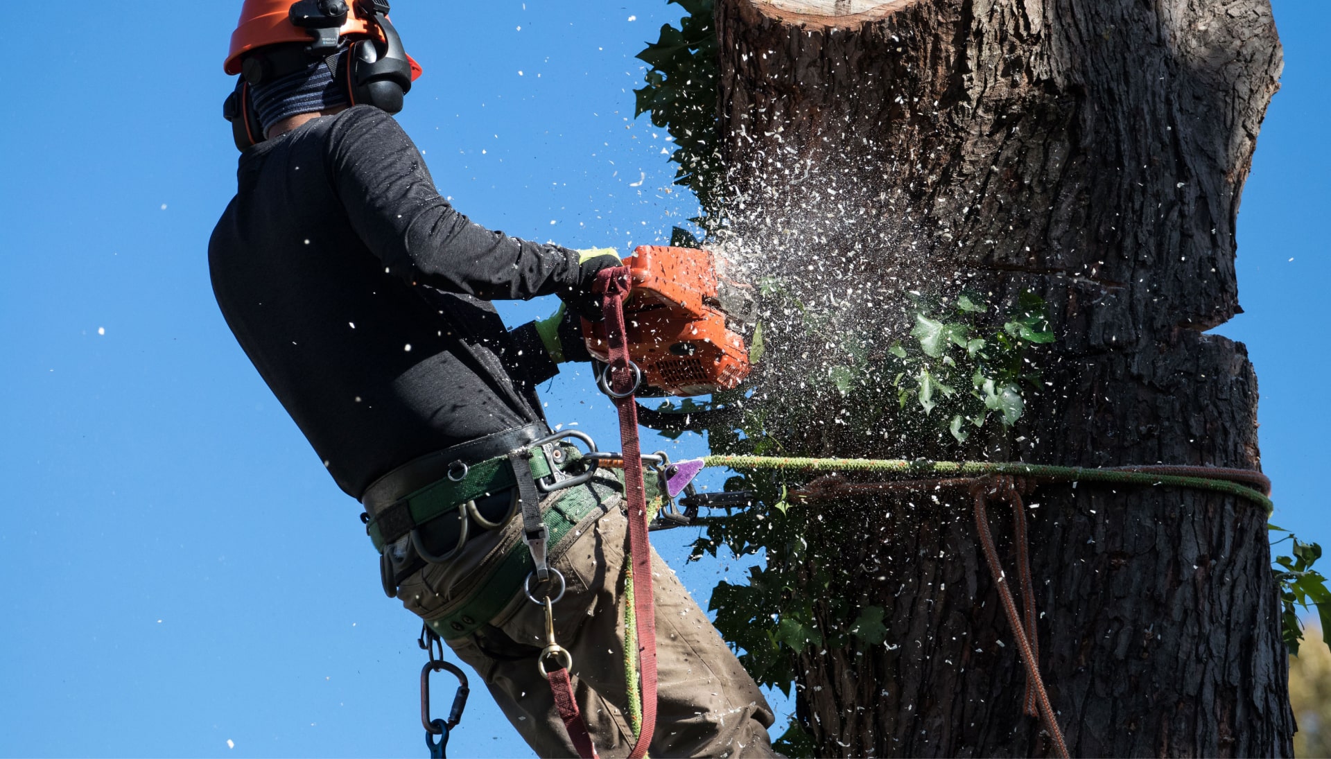 Professional Tree removal solutions in Fairfax