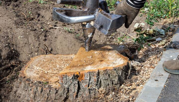 Fairfax Tree stump removal